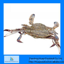 Fresh frozen crab blue swimming crab